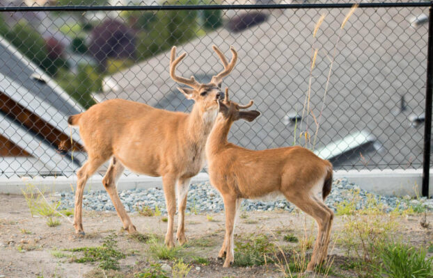 Best deer fence for yards