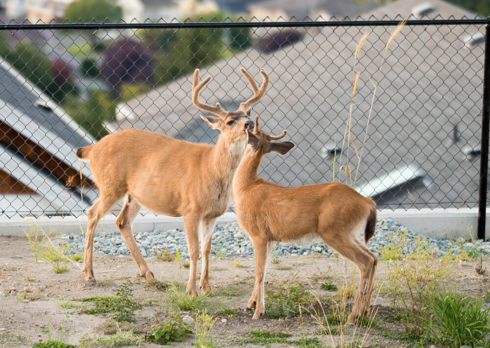 Best deer fence for yards